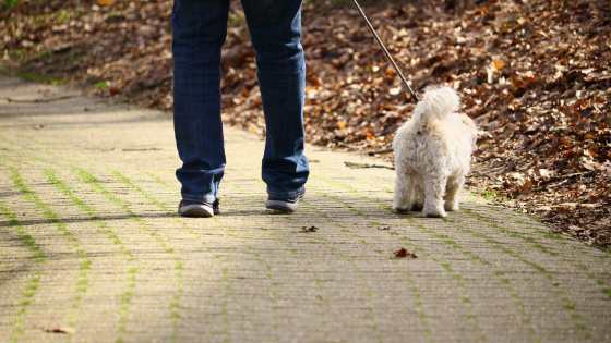 wandelen met hond